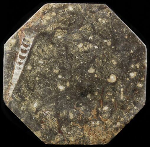 Octagon Shaped Tray/Platter with Orthoceras & Goniatite Fossils #53100